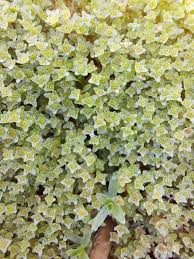 Image result for Elatine