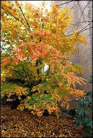 Maybe you would like to learn more about one of these? Me Myself And I Autumn La Trobe University Pt 1