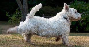 Why Do Dogs Kick Their Feet After They Poop Cesar S Way