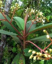 Image result for Eulophia elegans