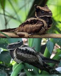 Image result for Dolichos pseudocajanus