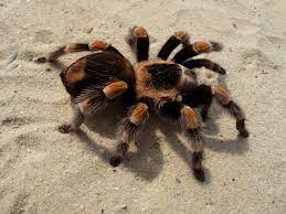 Be sure to call ahead with dr. Theraphosidae Wikipedia