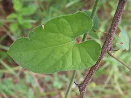 Image result for Kedrostis foetidissima