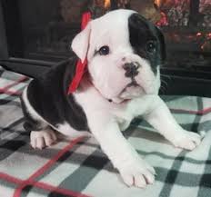 Black And White English Bulldog Puppy Daisy Is A Black And White Female English Bulldog Puppy American Born And Raised With Champion Lines Being Sold With A One Year Pup Guara English Bulldog Puppy