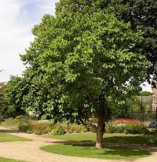 Usually, mulberry trees grow best in subtropical and light temperate regions. Fruiting Mulberry Morus Rubra Zone 6