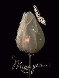 Check spelling or type a new query. Flower Miss You Gif Flower Miss You Butterfly Discover Share Gifs