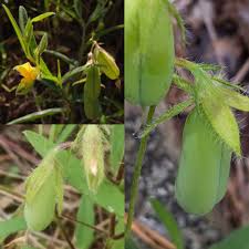 Image result for Crotalaria senegalensis