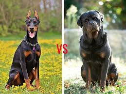 Also known as the rotterman, doberott, rottie dobe, doberweiler or the rottie dobie. Doberman Vs Rottweiler The Ultimate Guide My Dog S Name
