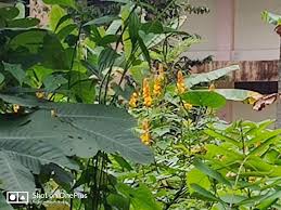 Khasiat daun kelor dapat menyembuhkan berbagai macam penyakit. Pokok Gelenggang