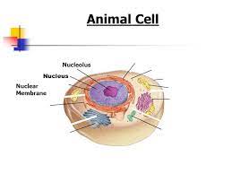 Here's how plant and animal cells are different. Plant And Animal Cell Organelles And Functions Ppt Video Online Download