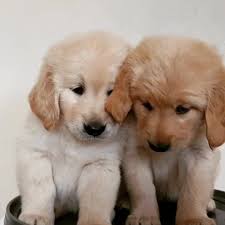 We did not find results for: Golden Retriever Lebanon Posts Facebook
