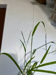 Image result for Digitaria velutina