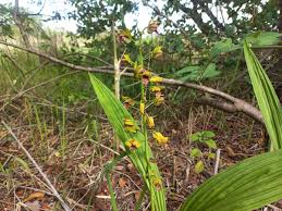 Image result for Eulophia alta