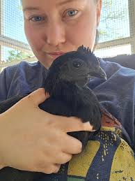 Ayam Cemani chicks up to 6-8 weeks old. Located in Kearneysville, WV