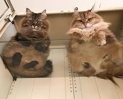 Browse furniture, lighting, bedding, rugs, drapery and décor. Cats On Glass Tables Is The Funniest Thing Ever