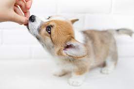 Pembroke welsh corgi and cardigan welsh corgi. 5 Best Dog Food For Corgis In 2021 Reviews And Puppy Recommendations