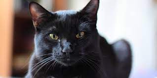 Top 10 Des Races De Chats A Poil Long