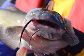 10 Secret Catfish Baits You Didn T Know About Game Fish