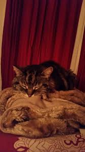 Pin By Yesim Yilmaz On Kittens Kittens Animals Cats