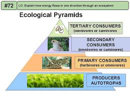 All living organisms need each other in some way to survive. 70 Lo Explain What The Topic Of Ecology