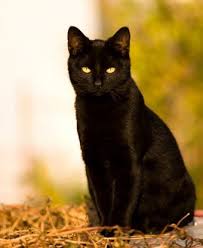 Black And White Cat Breeds With Yellow Eyes Black Cats Unlucky For Some Beachcombing S Bizarre History Blog Black Cat Warrior Cats Cats