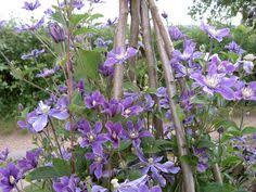 This climber is deciduous so it will lose all its leaves in autumn, then fresh new foliage appears again each spring. 12 Garden Clematis Arabella Ideas Clematis Garden Plants
