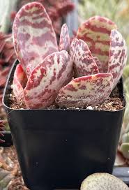 Image result for Kalanchoe humilis