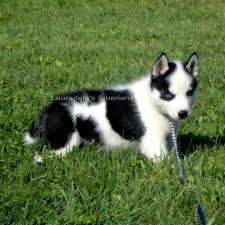 Black And White Husky With Blue Eyes Black White Blue Eyed Piebald Siberian Husky Puppy Huskybebe Husky With Blue Eyes Husky Puppy White Husky Puppy