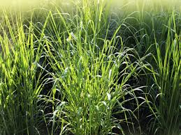 Image result for Panicum repentellum
