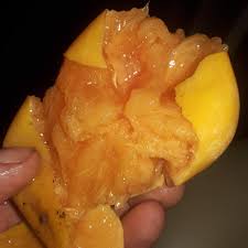 Image result for Aristida stipitata