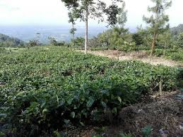 Memang tak banyak orang yang tahu tentang spot ini selain dari kebun teh medini terletak di bagian sisi utara pegunungan ungaran, semarang, jawa tengah, dengan ketinggian 2.050 m diatas permukaan air laut. Jalan2 Ke Semarang Tersesat Di Jalan Joana S Blog