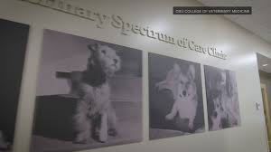 Your answers will help us determine which vaccinations and tests are right for your pet. The New Clinic Aims To Provide Affordable Pet Care While Training Ohio State Veterinary Students Ohio News Time