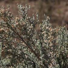 Image result for Laggera