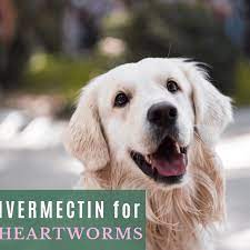 Active dogs or dogs that are heavily infected with heartworms start to show obvious clinical symptoms of this disease, and these symptoms appear after at least six months of the mosquito bite. Is Slow Kill The Safest Heartworm Medicine And Treatment For Your Dog Pethelpful