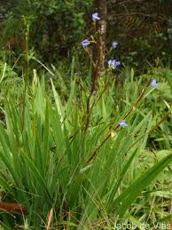 Image result for Aristea angolensis