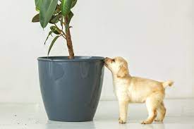Elephant ear plant poisonous to dogs. 16 Poisonous Plants For Dogs Plants Toxic To Dogs