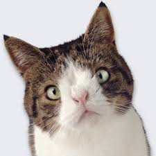 Symptoms and medical conditions : Cute Kitten With Down Syndrome Novocom Top