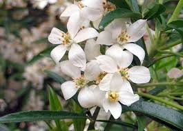 White makes us think of purity, innocence and serenity which is why it's very popular in wedding arrangements. Guide To Garden Shrubs Jackson S Online Garden Centre