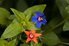 Image result for Lysimachia arvensis