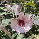 Hibiscus Tea Time