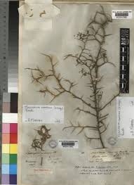 Image result for Melolobium