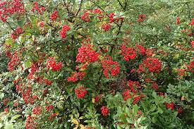 For mountain laurel shrub identification, remember these attributes. 23 Of The Best Defensive Plants For Home Security Gardener S Path