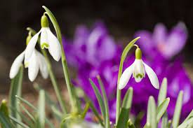 Snowdrop Flower Meaning Flower Meanings Spring Garden Flowers