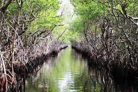 Greenland merupakan salah satu nama pulau yang ada di dunia. Potensi Hutan Mangrove Kompasiana Com