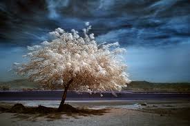 We did not find results for: 50 Beautiful Examples Of Tree Photography The Jotform Blog