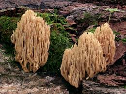 Image result for Ramaria stricta