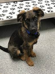 My 4 Month Old German Shepherd Putting On A Brave Face At The Vets Aww German Shepard Puppies German Shepherd Gsd Puppies