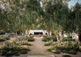 Thousands of years later on, there is still a gnarly tree that's olive in the acropolis. 280 Landscape Olive Trees Ideas In 2021 Landscape Mediterranean Garden Garden Design