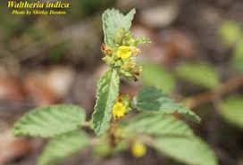 Image result for Waltheria indica