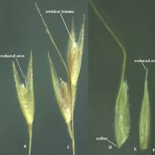 Image result for Agrostis kilimandscharica
